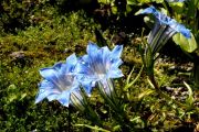 Gentiana sino-ornata Grandiosa