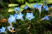 Gentiana sino-ornata 'Grandiosa'