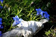 Gentiana sino-ornata Praecox