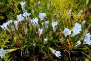 Gentiana sino-ornata Rak