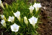 Gentiana sino-ornata Serenity