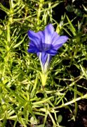 Gentiana sino-ornata 'Shot Silk'