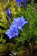 Gentiana sino-ornata Silken Seas