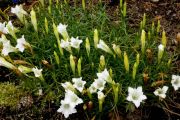 Gentiana sino-ornata Weisser Traum