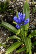 Gentiana siphonantha