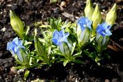 Gentiana sp.