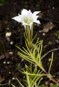 Gentiana sp.