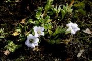 Gentiana stipitata var. elegans