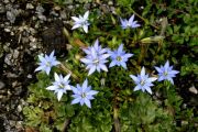 Gentiana syringea