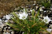 Gentiana szechenyi