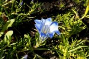 Gentiana ternifolia Cangshan