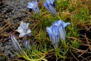 Gentiana ternifolia 'Stanek'