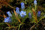 Gentiana ternifolia