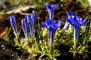 Gentiana veitchiorum