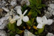 Gentiana verna 'Alba'