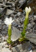 Gentiana verna 'Alba'