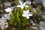 Gentiana verna Alba