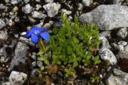 Gentiana verna ex Pyrenees