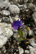 Gentiana verna Semiviolacea