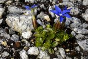 Gentiana verna