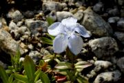 Gentiana verna