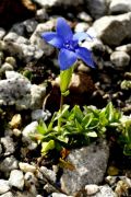 Gentiana verna