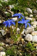 Gentiana verna