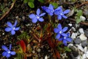 Gentiana verna ex Burren