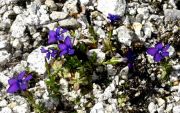 Gentiana verna f. violacea