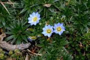 Gentianella sedifolia