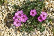 Geranium argenteum 'Rubrum'