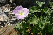 Geranium cinereum