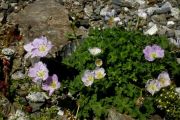 Geranium cinereum