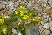 Geum reptans