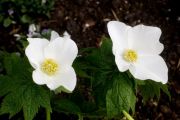 Glaucidium palmatum 'Album'