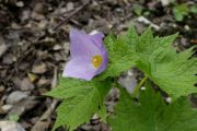 Glaucidium palmatum