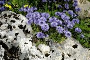 Globularia_cordifolia_TOM_Z9R7885.JPG