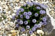 Globularia incanescens