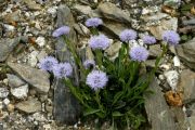 Globularia velutina