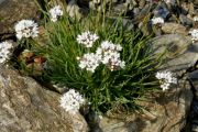 Gypsophila petraea