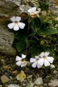 Haberlea rhodopensis 'Virginalis'