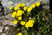 Helianthemum alpestre