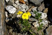 Helianthemum lunulatum