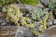 Helichrysum basuticum