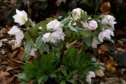 Helleborus thibetanus