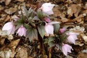 Helleborus thibetanus