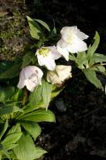 Helleborus thibeticus