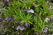 Helleborus_torquatus_TOM_9109.JPG