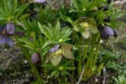 Helleborus torquatus