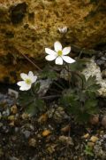 Hepatica falconeri